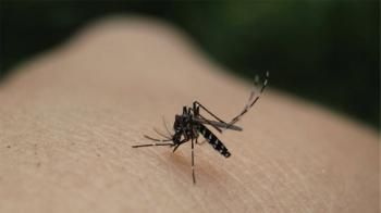 Γιατί κάποιοι άνθρωποι λειτουργούμε ως «μαγνήτες» για τα κουνούπια;