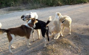 Ολοκληρώθηκε το πρόγραμμα μαζικών στειρώσεων αδέσποτων ζώων στο Δήμο Βέροιας