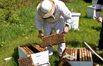 Π.Ε. Ημαθίας : Μέχρι τις 21/01/2019 οι αιτήσεις για αντικατάσταση κυψελών και στήριξης της νομαδικής μελισσοκομίας 