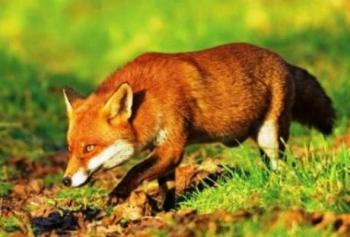 Παράταση του χρόνου εφαρμογής του προγράμματος ενεργητικής επιτήρησης της λύσσας στις κόκκινες αλεπούδες