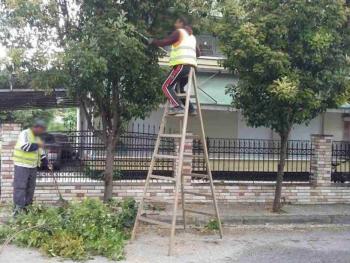 Ανακοίνωση Υπηρεσίας Πράσινου Δήμου Νάουσας για κλάδεμα δέντρων σε κοινόχρηστους δημοτικούς χώρους