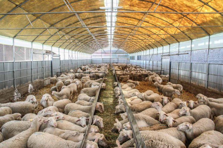 Π.Ε. Ημαθίας: Εκδόθηκε η ΚΥΑ για τη χορήγηση άδειας διατήρησης κτηνοτροφικών εγκαταστάσεων