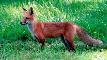 Πρόγραμμα δια του στόματος εμβολιασμού των αλεπούδων κατά της λύσσας το φθινόπωρο του 2017