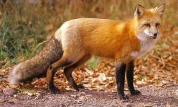 Ξεκινά το πρόγραμμα αξιολόγησης της αποτελεσματικότητας των εμβολιασμών των κόκκινων αλεπούδων κατά της λύσσας