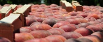 Παράταση μέχρι τέλη Ιουνίου 2018 των μέτρων στήριξης στα φρούτα λόγω ρωσικού εμπάργκο