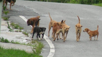 Δήμος Βέροιας : Κάποιοι συμπολίτες μας παρεμποδίζουν την περισυλλογή των επικίνδυνων σκύλων