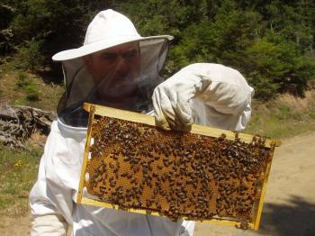 Π.Ε. Ημαθίας : Συμμετοχή στο πρόγραμμα βελτίωσης των συνθηκών παραγωγής και εμπορίας των προϊόντων μελισσοκομίας για το έτος 2020