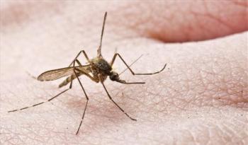 Π.Ε. Ημαθίας : Μέτρα προστασίας από τα κουνούπια