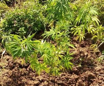 Σύλληψη ημεδαπού στην Ημαθία για καλλιέργεια δενδρυλλίων κάνναβης