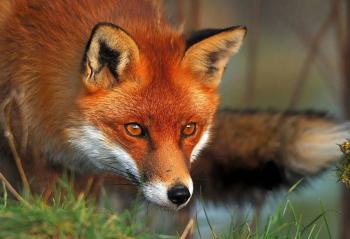 Παράταση του προγράμματος αξιολόγησης της αποτελεσματικότητας των εμβολιασμών των κόκκινων αλεπούδων κατά της λύσσας, μετά τους εμβολιασμούς της άνοιξης 2020