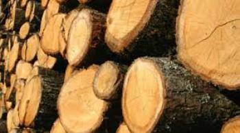 Προκήρυξη εκποίησης ξυλείας