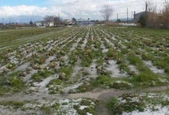 Δήμος Βέροιας : Παρελήφθησαν από τον ΕΛΓΑ οι πίνακες επανεκτιμήσεων ζημιών φυτικής παραγωγής