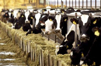 Προθεσμία σε κτηνοτρόφους έως τις 4 Δεκεμβρίου για τις αιτήσεις άδειας διατήρησης σταβλικών εγκαταστάσεων