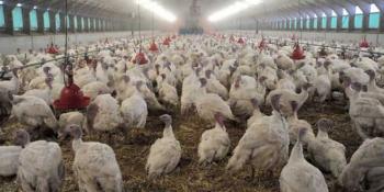 Π.Ε. Ημαθίας : Μέτρα βιοασφάλειας λόγω ραγδαίας αύξησης κρουσμάτων γρίπης των πτηνών 