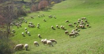 Ο ΥΠΑΑΤ Σπ. Λιβανός υπέγραψε τις συνδεδεμένες ενισχύσεις για βοοειδή και αιγοπρόβατα