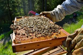 Κέντρο «Δήμητρα» Μακροχωρίου : Δωρεάν τριήμερη εκπαίδευση μελισσοκομίας με τη μέθοδο της τηλεκατάρτισης