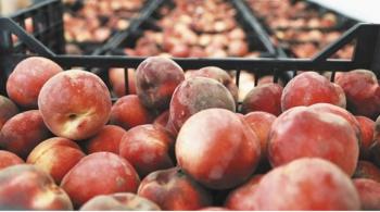 Φρούτα και λαχανικά: Πώς κινήθηκαν οι εξαγωγές - Πτωτικά η παραγωγή ροδακίνων και νεκταρινιών