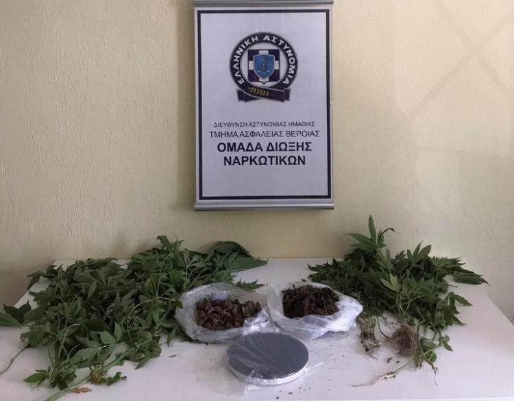 Σύλληψη ημεδαπού στην Ημαθία για καλλιέργεια κάνναβης
