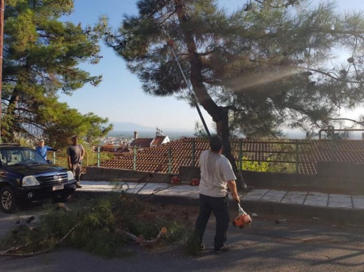 Δήμος Βέροιας : Καθαρισμός αυλών και αποψίλωση δέντρων για τη νέα σχολική χρονιά