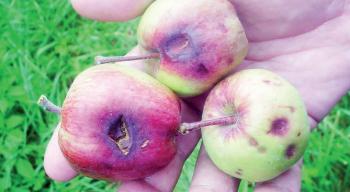 Ενημέρωση για αναγγελίες ζημιάς σε καλλιέργειες μηλιάς σε Γιαννακοχώρι, Ροδοχώρι και Ειρηνούπολη