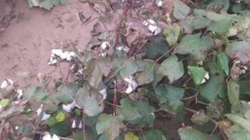 Δήλωση ζημιών στις βαμβακοκαλλιέργειες από τη βροχόπτωση της 23ης Οκτωβρίου στους τοπικούς ανταποκριτές ΕΛΓΑ του Δήμου Αλεξάνδρειας