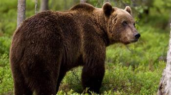 Δ/νση Δασών Ημαθίας : Διαχείριση περιστατικών προσέγγισης-αλληλεπίδρασης αρκούδας σε κατοικημένες περιοχές στην Π.Ε. Ημαθίας 