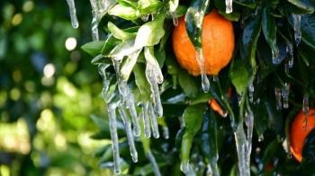 Ενημέρωση ΕΛΓΑ για πορίσματα εκτίμησης ζημιών σε καλλιέργειες της Χαρίεσσας από παγετό