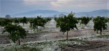 Ενημέρωση ΕΛΓΑ για πορίσματα εκτίμησης ζημιών σε καλλιέργειες της Δ.Ε. Ειρηνούπολης από παγετό