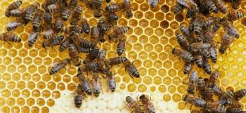 Π.Ε. Ημαθίας : Αίτηση διαχείμασης κυψελών και συμμετοχή των μελισσοκόμων της Ημαθίας σε ενισχυτικές δράσεις