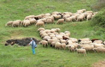 Υποσιτίζονται τα πρόβατα λόγω της ακρίβειας στις ζωοτροφές!