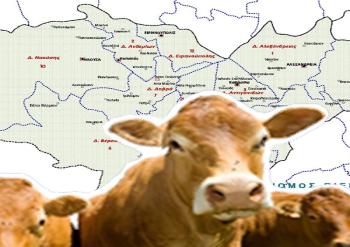 Η εκτροφή βοοειδών της Ημαθίας και η αλματώδης αύξηση του κόστους παραγωγής της!