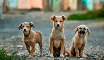 Δήμος Νάουσας : Προσλήψεις τεσσάρων εργατών φροντίδας αδέσποτων ζώων με δίμηνες συμβάσεις