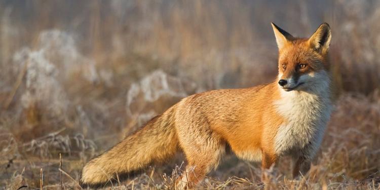 Δ/νση Κτηνιατρικής ΠΚΜ : Eνεργητική επιτήρηση των κόκκινων αλεπούδων κατά της λύσσας μετά την εμβολιαστική εκστρατεία της άνοιξης 2022