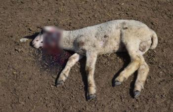 Σε απόγνωση οι κτηνοτρόφοι της Ημαθίας από τις επιθέσεις λύκων στα ζώα τους