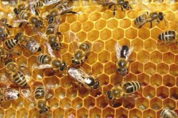 Π.Ε. Ημαθίας : Μέχρι τις 20 Ιανουαρίου οι αιτήσεις για αντικατάσταση κυψελών και στήριξης της νομαδικής μελισσοκομίας