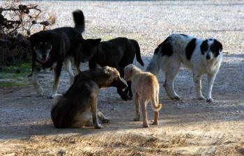 Καταγγελία για επίθεση αδέσποτων μεγαλόσωμων σκύλων σε παιδιά