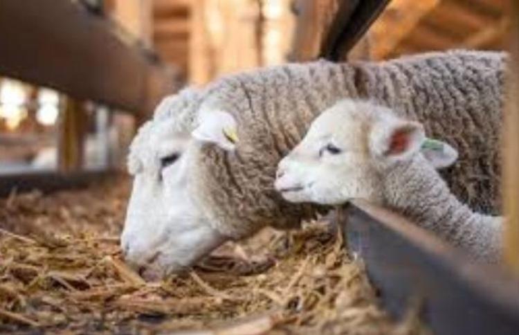 Πληρωμή ζωοτροφών σε κτηνοτρόφους