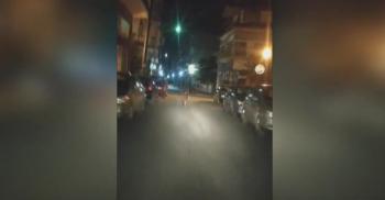 Αλεξάνδρεια Ημαθίας: Λύκος εντοπίστηκε στο κέντρο της πόλης