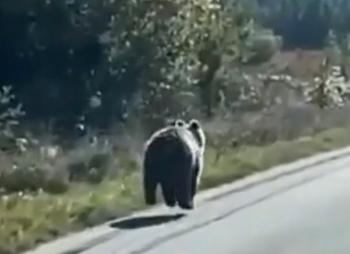 Νέα, μεγαλύτερη, αρκούδα στο δρόμο Σφηκιά-Ριζώματα!