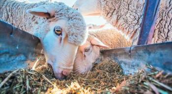 Έναρξη υποβολής αιτήσεων από τους νεοεισερχόμενους κτηνοτρόφους του έτους 2021 στο Μέτρο 22 για την αγορά ζωοτροφών