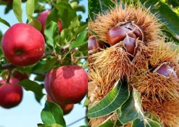 Εγκρίθηκε από την Ευρωπαϊκή Επιτροπή η πληρωμή των αποζημιώσεων καλλιεργειών στους παραγωγούς μήλων και καστάνων