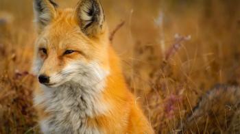 Έναρξη του προγράμματος εμβολιασμών κατά της λύσσας των κόκκινων αλεπούδων