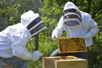 Ανακοίνωση από τη Διεύθυνση Αγροτικής Οικονομίας Κτηνιατρικής της Περιφέρειας Κεντρικής Μακεδονίας για τους ενεργούς μελισσοκόμους 