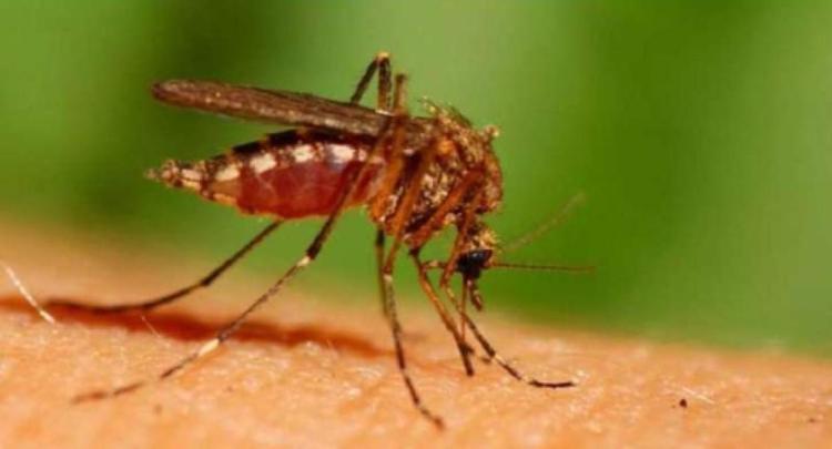 Πρόγραμμα επεμβάσεων προνυμφοκτονίας κουνουπιών στο Δήμο Βέροιας για την εβδομάδα 29 Μαΐου – 2 Ιουνίου 2023