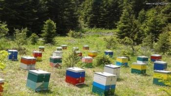 Υποβολή αιτήσεων στα πλαίσια υλοποίησης των μελισσοκομικών δράσεων για την αντικατάσταση κυψελών και τις μετακινήσεις των μελισσοσμηνών για το έτος 2023