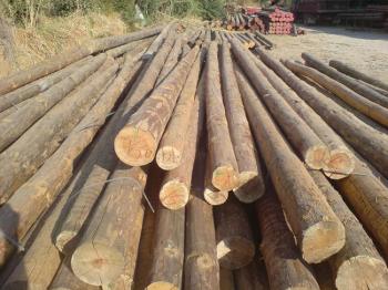 Προκήρυξη εκποίησης ξυλείας