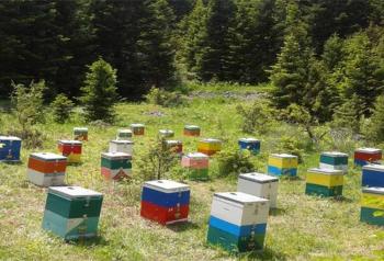 Υποχρέωση υποβολής δήλωσης κατεχόμενων κυψελών για τους ενεργούς μελισσοκόμους