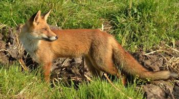 Ανακοίνωση της Διεύθυνσης Κτηνιατρικής της ΠΚΜ για την αξιολόγηση της αποτελεσματικότητας των εμβολιασμών των κόκκινων αλεπούδων κατά της λύσσας 