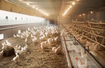 Γρίπη των πτηνών: Συναγερμός μετά τη ραγδαία εξάπλωση του ιού στην Ευρώπη