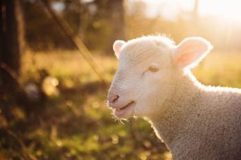 ΠΚΜ: Την προσοχή των κτηνοτρόφων και των εμπόρων κρεάτων για την ευλογιά των προβάτων